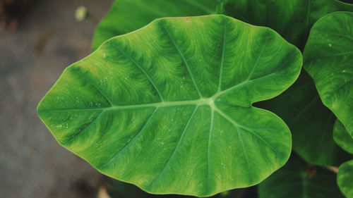 Close-up of raindrops on leaves