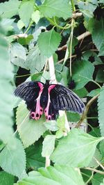 Close-up of butterfly pollinating flower