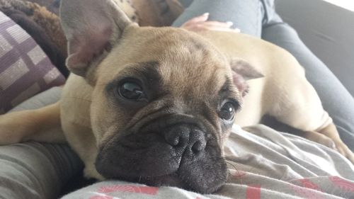 Close-up portrait of dog