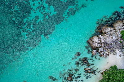 High angle view of coral in sea