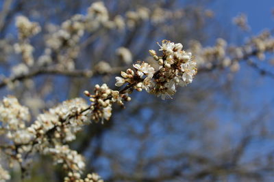 Close-up of white blossom tree