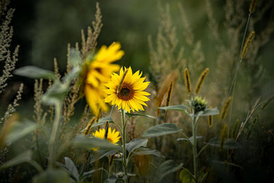 Close-up of yellow flowering plant on field