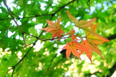 Close-up of leaves on tree