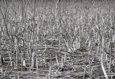 Full frame shot of crops on field