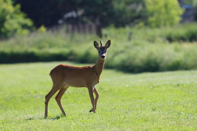 Portrait of deer standing on field