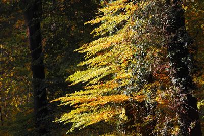 Close-up of tree growing in forest during autumn