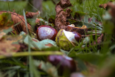 Close-up of fruits growing on plant