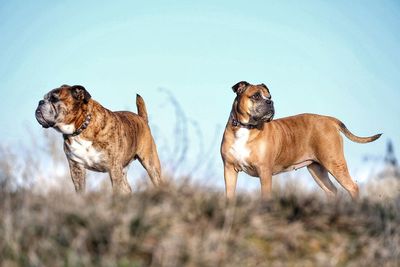 Dogs standing on grassy field against clear sky