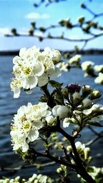 Close-up of white flowers on tree