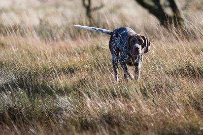 Dog running on field