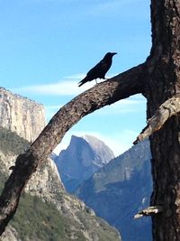 Low angle view of birds perching on rock