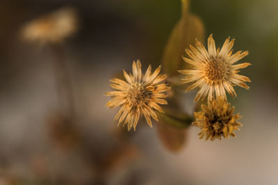 Close-up of flowers against blurred background