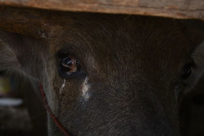 Portrait of a horse