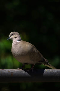 Close-up of bird perching on railing