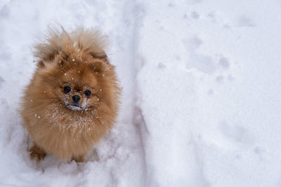 View of an animal on snow covered land