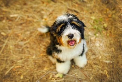 Portrait of dog on field