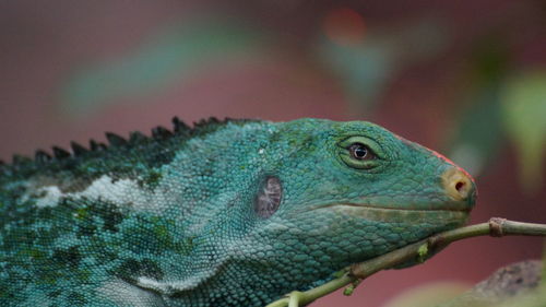 Close-up of lizard