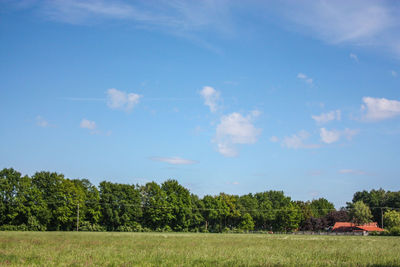 Trees on field against sky