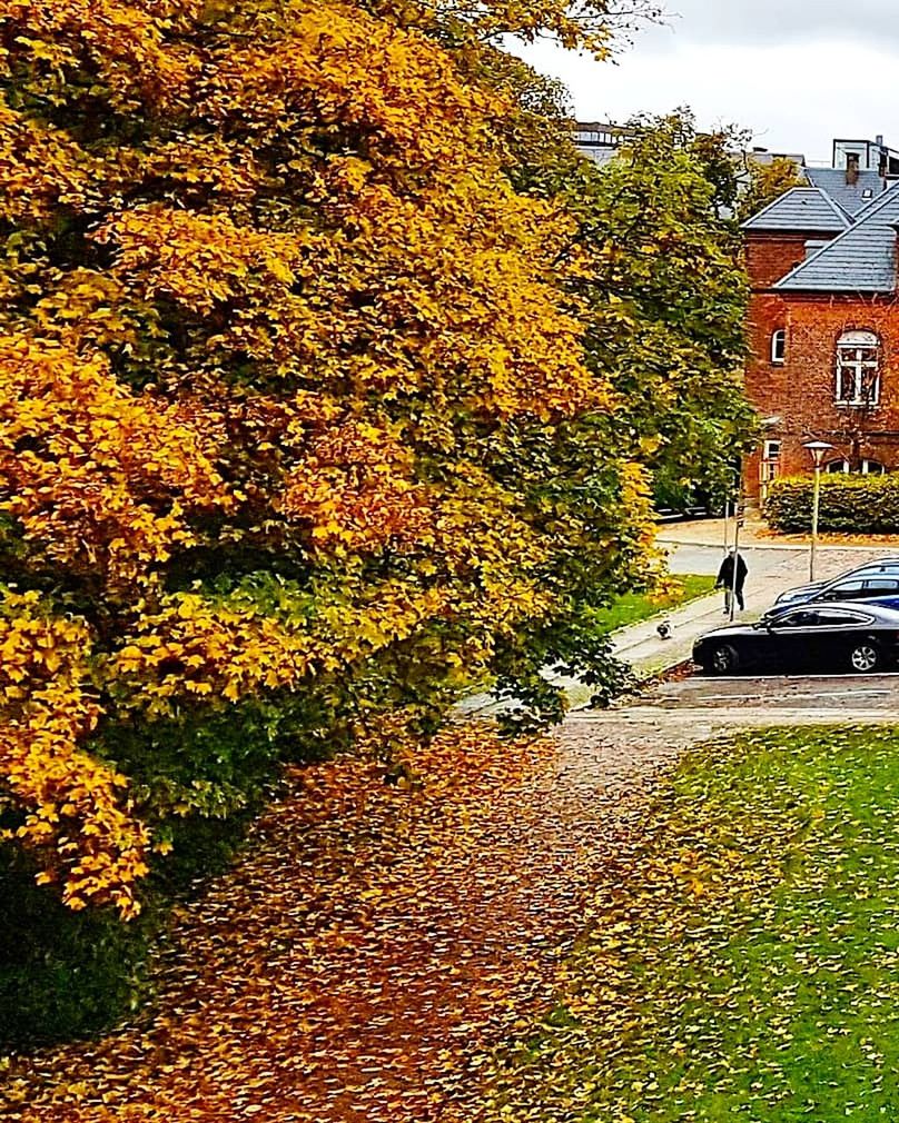 autumn, change, leaf, tree, car, nature, building exterior, outdoors, built structure, day, beauty in nature, transportation, no people, architecture, road, scenics, sky
