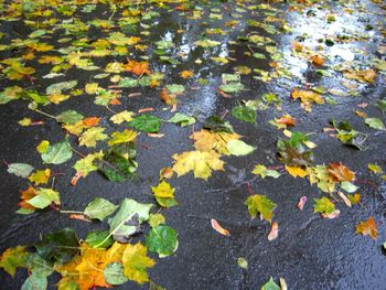 High angle view of fallen leaves floating on water