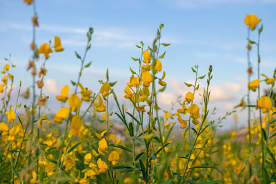 Close-up of yellow flowering plants on field