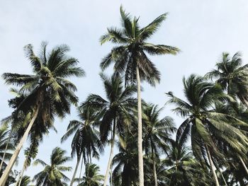 Low angle view of coconut trees against sky