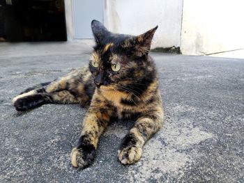 Portrait of a cat on street