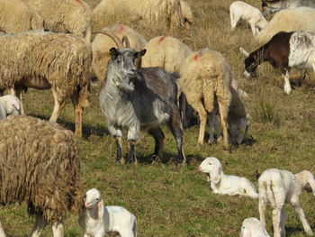 Sheep in a field