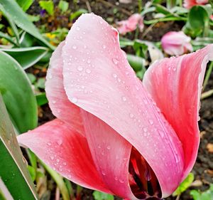 Close-up of water drops on pink flower