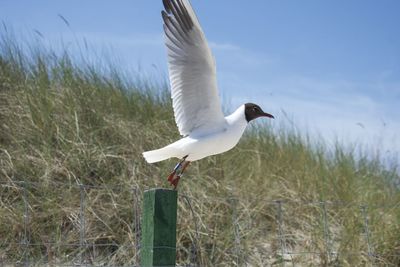 bird