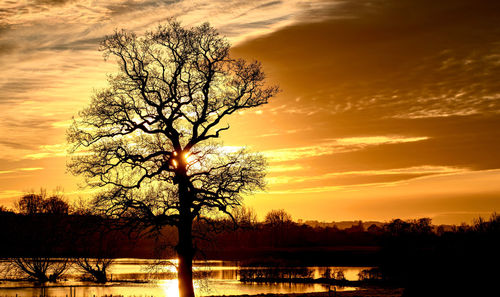Silhouette bare tree against sky during sunset