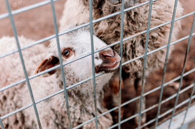 A baby sheep looks into the frame through the mesh of the corral on the farm, portrait. 