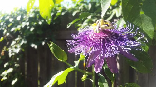 Close-up of purple flower blooming outdoors