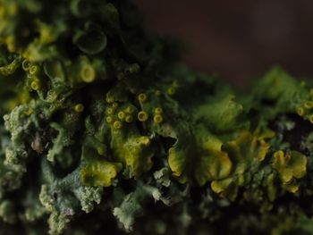 Full frame shot of green leaf