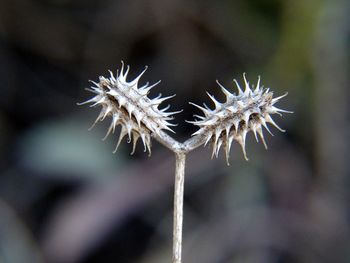 Close-up of flower plant