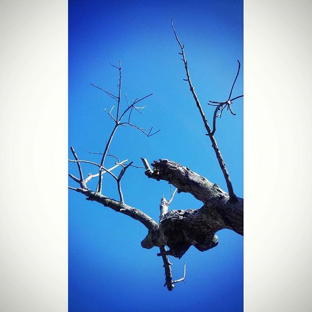 LOW ANGLE VIEW OF TREES