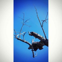 Low angle view of tree against blue sky