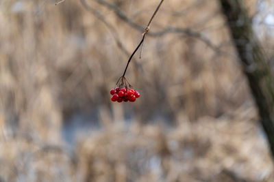 Close-up of red berries growing on tree