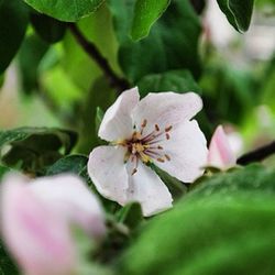 Close-up of white flower