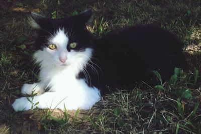 Portrait of cat sitting on grass