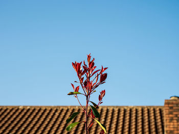 Low angle view of flowering plant against building