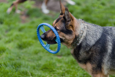 Close-up of a dog on field