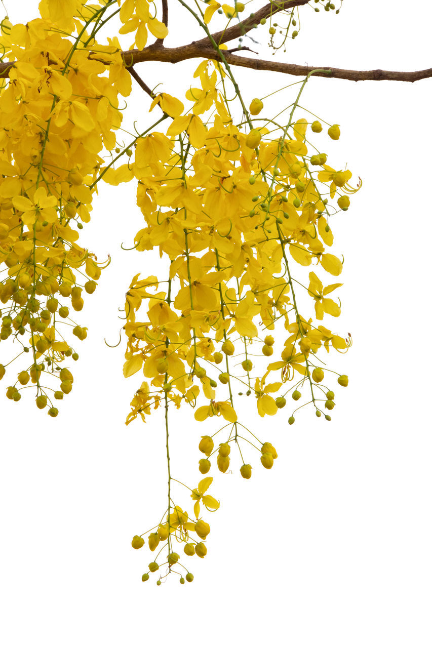 LOW ANGLE VIEW OF FLOWERING PLANT AGAINST TREE