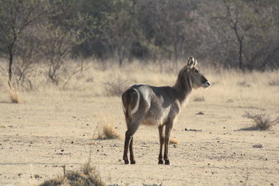 A waterbuck with it's distinctive white circle around it's tail.