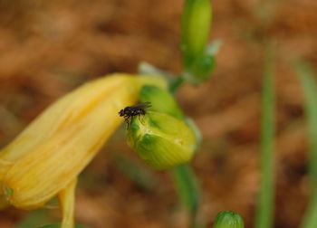 Housefly on yellow flower bud