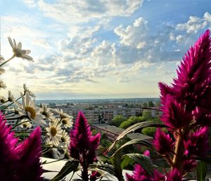 Close-up of flowering plants by sea against sky