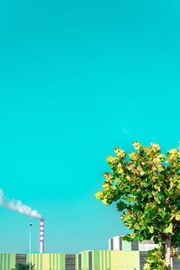 Low angle view of tree against building against clear blue sky