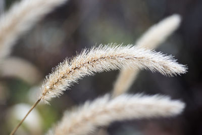 Close-up of flower against blurred background