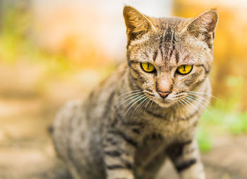 Close-up portrait of cat