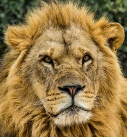 Close-up portrait of lion